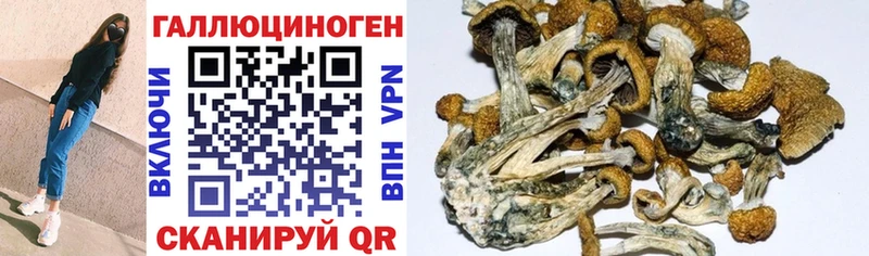 цена Дубна Псилоцибиновые грибы мицелий
